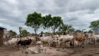 Soudan du Sud: dix morts dans une embuscade destinée à voler du bétail